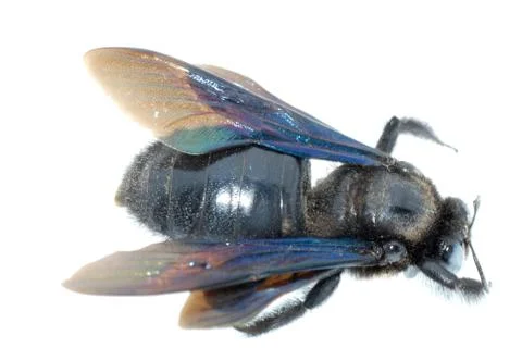 Humble bee Stock Photos