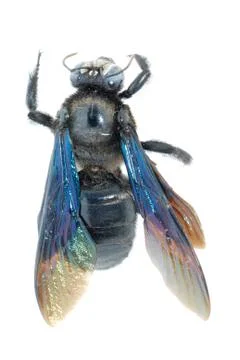 Humble bee Stock Photos