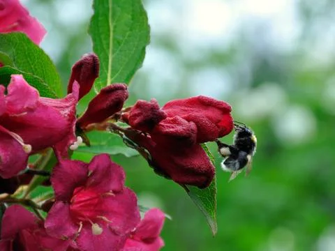 Humble bee Stock Photos