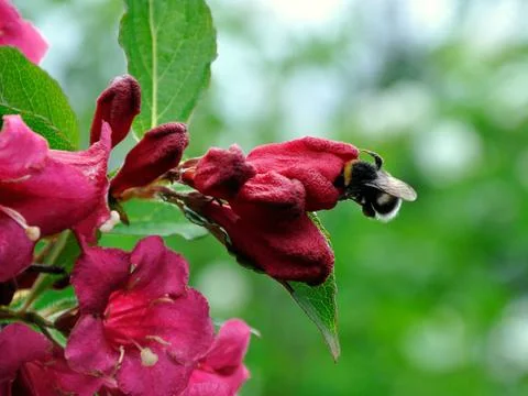 Humble bee Stock Photos