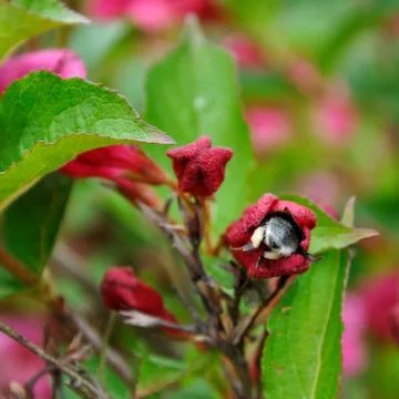 Humble bee Stock Photos