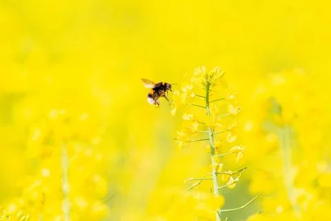 Humble-bee Stock Photos