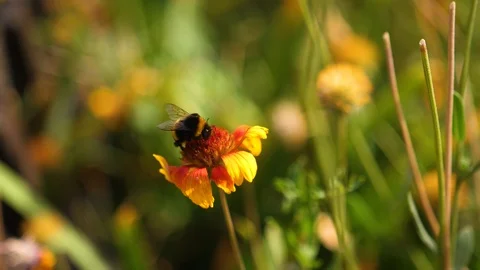 Humble-bee sits on yellow-red beautiful flower in nature in summer Video stock 104729519