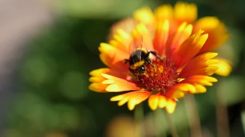 Humble-bee sits on yellow-red beautiful flower in nature in summer Video stock 104729616