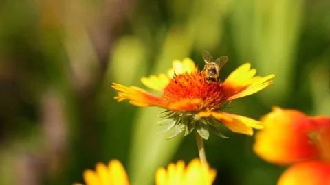 Humble-bee sits on yellow-red beautiful flower in nature in summer Video stock 104729638