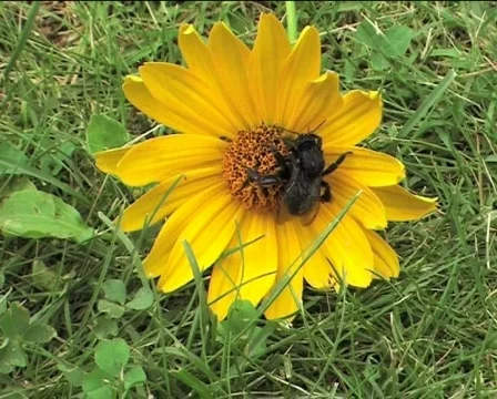 Humble-bee walking on the flower Video stock 88006