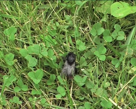 Humble-bee walking on the grass Video stock 88009