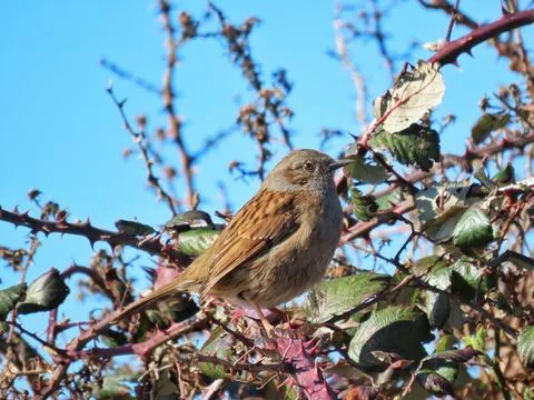 The Humble Dunnock Stock Photos