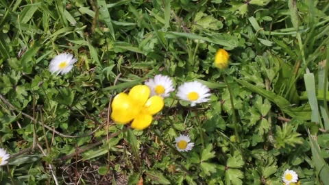 Humble flowers moved by the wind Stock Footage 255912072