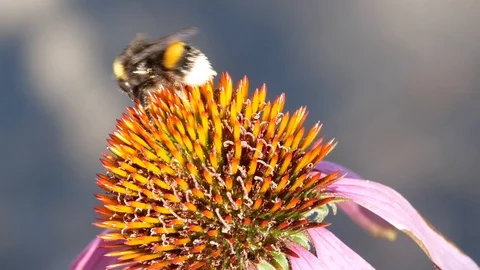 Humblebee and bee Video stock 94183264