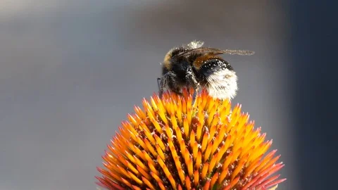 Humblebee on Echinacea Video stock 94183260