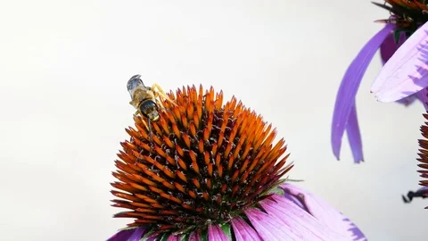 Humblebee on flower Video stock 94183329