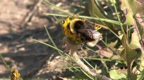 Humblebee Stock Footage 18185635
