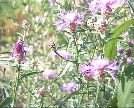 Humblebee on Greater Knapweed Stock-Footage 53379163