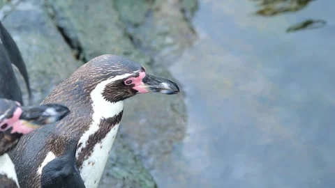 Humboldt Penguin Close Up Diving Into Pool Zoo Norway Stock Footage 337152437