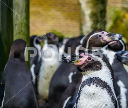 Humboldt penguin in close up with a large colony of penguins in the backgroun Stock Photos