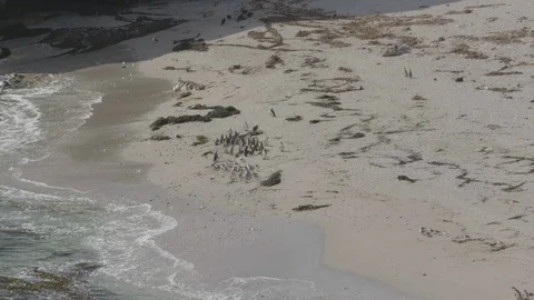 Humboldt penguin colony Stock Footage 116570373