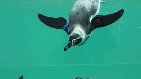 Humboldt penguin diving vertically underwater with open flippers. slow motion Stock Footage 345990619