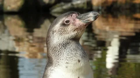 A Humboldt penguin Stock Footage 11147647