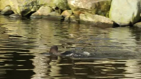 A Humboldt penguin Stock Footage 11147651