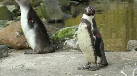 A Humboldt penguin Stock Footage 11147656