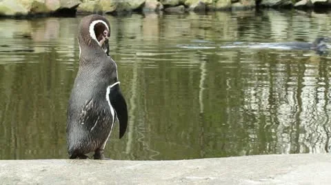 A Humboldt penguin Stock Footage 11147657