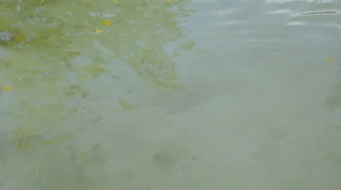 Humboldt - Penguin Stock Footage 22554496