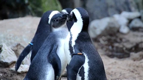 Humboldt penguin Stock Footage 84102976