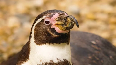 A Humboldt penguin  Stock-Footage 238887041