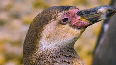 Humboldt penguin. Stock Footage 238988000