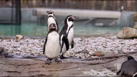 Humboldt Penguin Stock Footage 280509078