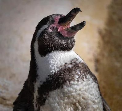Humboldt penguin head close-up calling with beak open Stock Photos