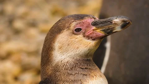  Humboldt penguin  head Stock Footage 238936556