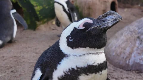A Humboldt penguin head  Stock Footage 295202178