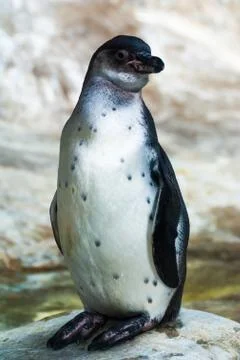 Humboldt penguin 스톡 사진