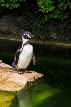 Humboldt penguin. Fotos Stock