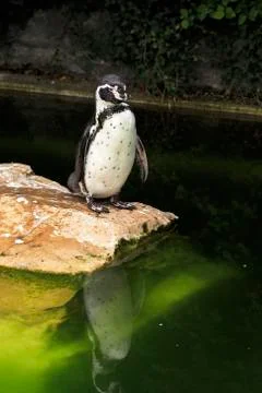Humboldt penguin. Foto stock