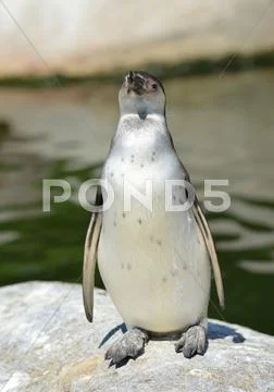 The Humboldt Penguin Stock Photos