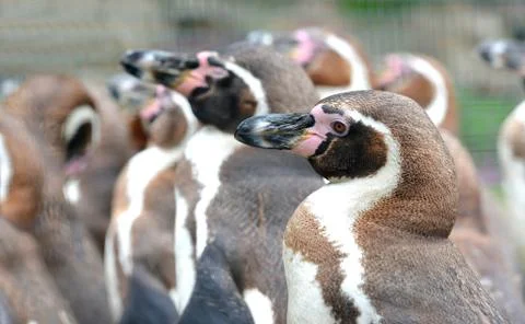 The Humboldt Penguin Stock Photos