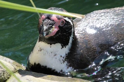 Humboldt penguin Stock Photos
