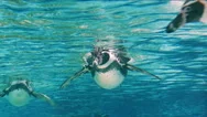 Humboldt Penguin (Spheniscus Humboldti) Stock Footage