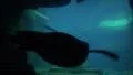Humboldt penguin swimming in underwater cave HD Footage