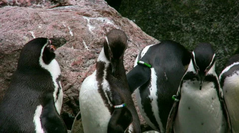 Humboldt Penguins 2 스톡 동영상 543868