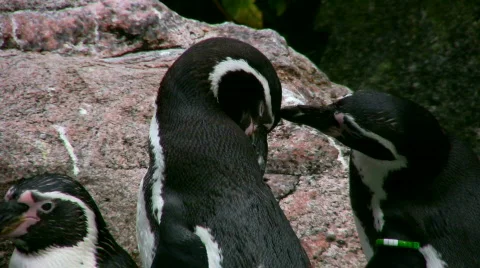 Humboldt Penguins 3 Stock Footage 543875