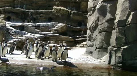 Humboldt penguins 9885 Stock Footage