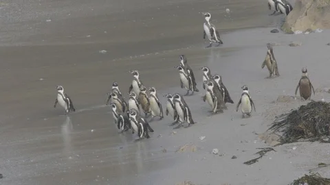 Humboldt Penguins on beach Stock Footage 116643134