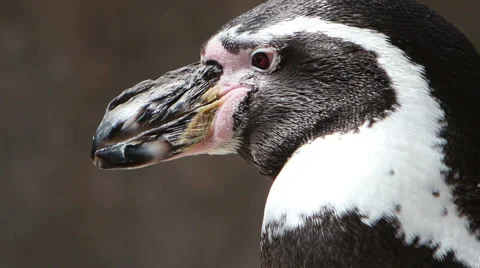 Humboldt Penguins Close Up Stock Footage 56258321