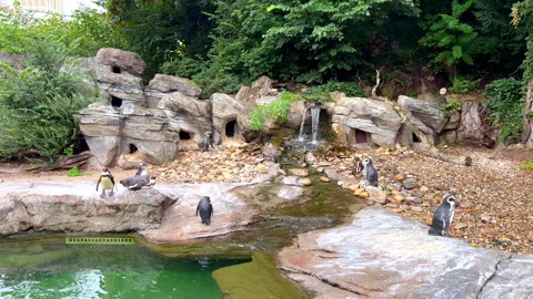 Humboldt penguins exploring artificial habitat in zoo Stock Footage 313137385