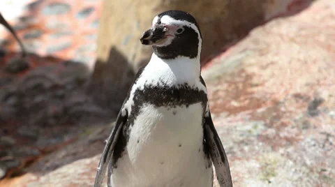 Humboldt Penguins Stock Footage 56258428