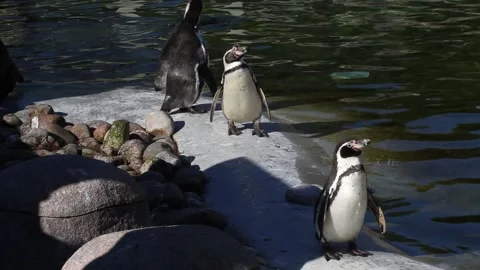Humboldt penguins 스톡 동영상 191472969